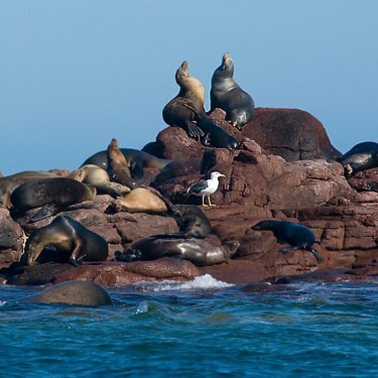 Seelöwen vor der Isla Eiritu Santo