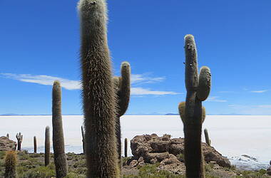 Kakteeninsel im Salzsee in Bolivien