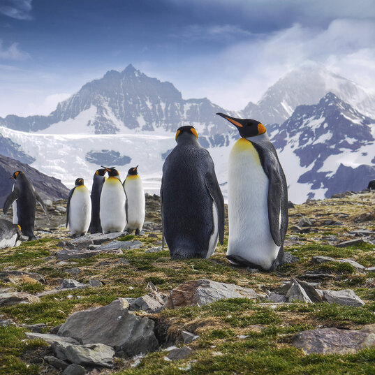 Eine Gruppe prächtiger Königspinguine auf einer felsigen Wiese vor der dramatischen Kulisse schneebedeckter Berge und Gletscher in Südgeorgien