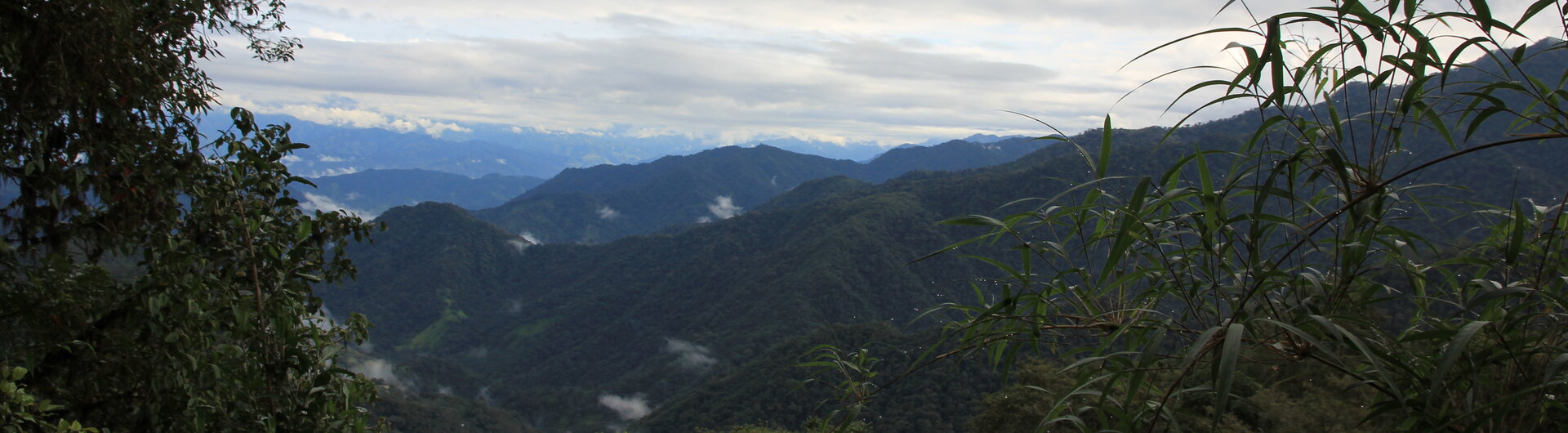 Blick durch grünes Gebüsch und Bäume auf die dicht bewaldeten, tiefgrünen Berghänge des Nebelwaldes in Ecuador unter bewölktem Himmel.