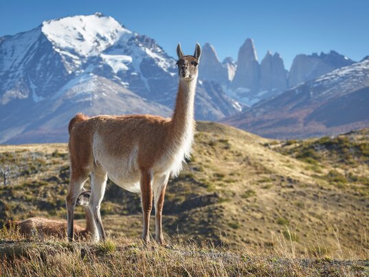 Guanako im Nationalpark Torres del Paine mit patagonischer Steppe und den markanten Granitspitzen im Hintergrund.