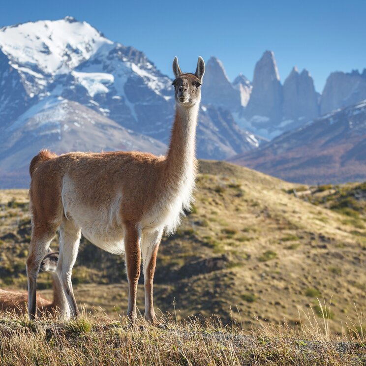 Guanako im Nationalpark Torres del Paine mit patagonischer Steppe und den markanten Granitspitzen im Hintergrund.