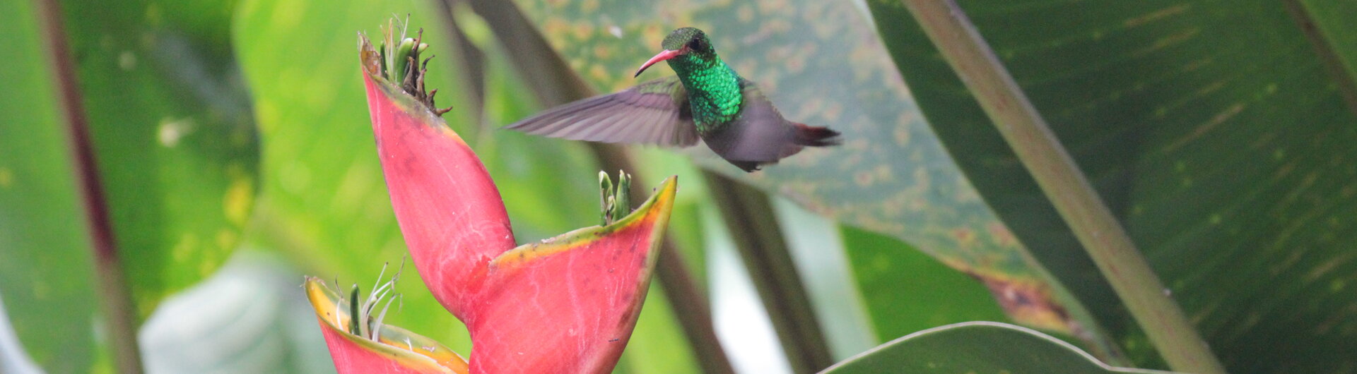 Ein schillernder grüner Kolibri fliegt im Schwebeflug direkt über einer großen, rötlichen Helikonien-Blüte vor großen Blättern im Regenwald.