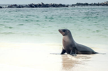 Ein Galápagos-Seelöwe schaut sich um