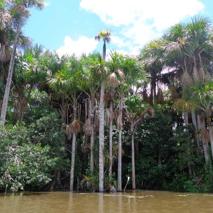 Vegetation im Amazonas rund um die Sandoval Lake Lodge, Tampopata Peru