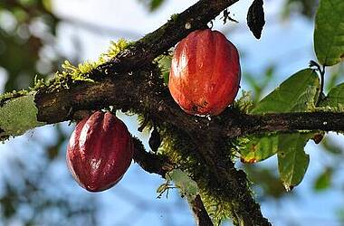 Kakaobohnen im Umland von Guayaquil