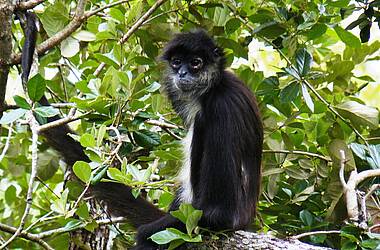 Affe sitzt auf einem Ast und schaut verträumt in Belize