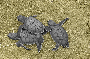 Schildkröten im Nationalpark Tortuguero