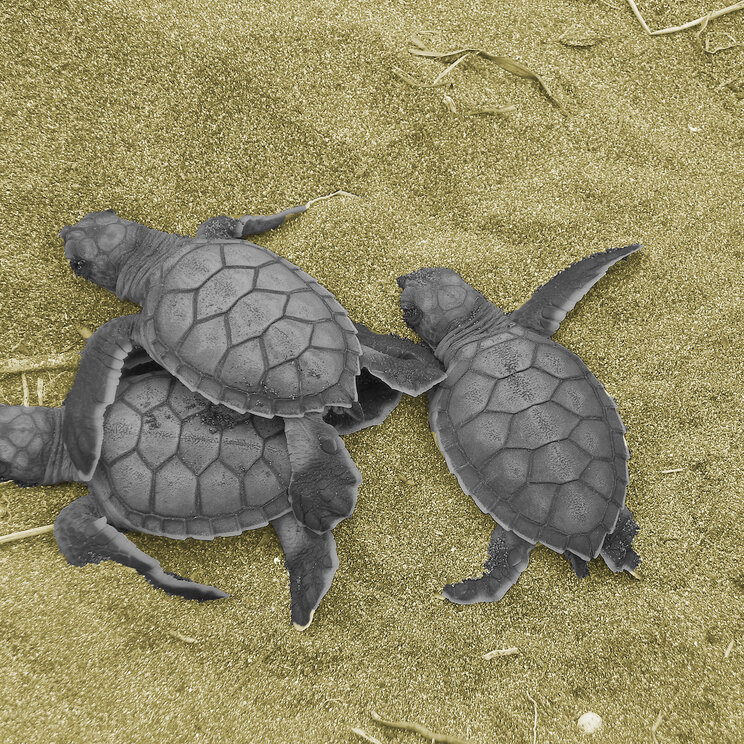 Schildkröten im Nationalpark Tortuguero