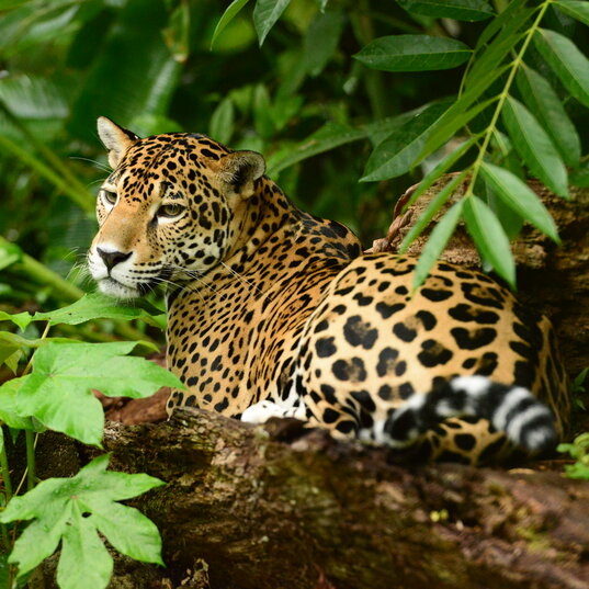 Jaguar liegt auf Baumstamm im dichten grünen Dschungel in Belize.