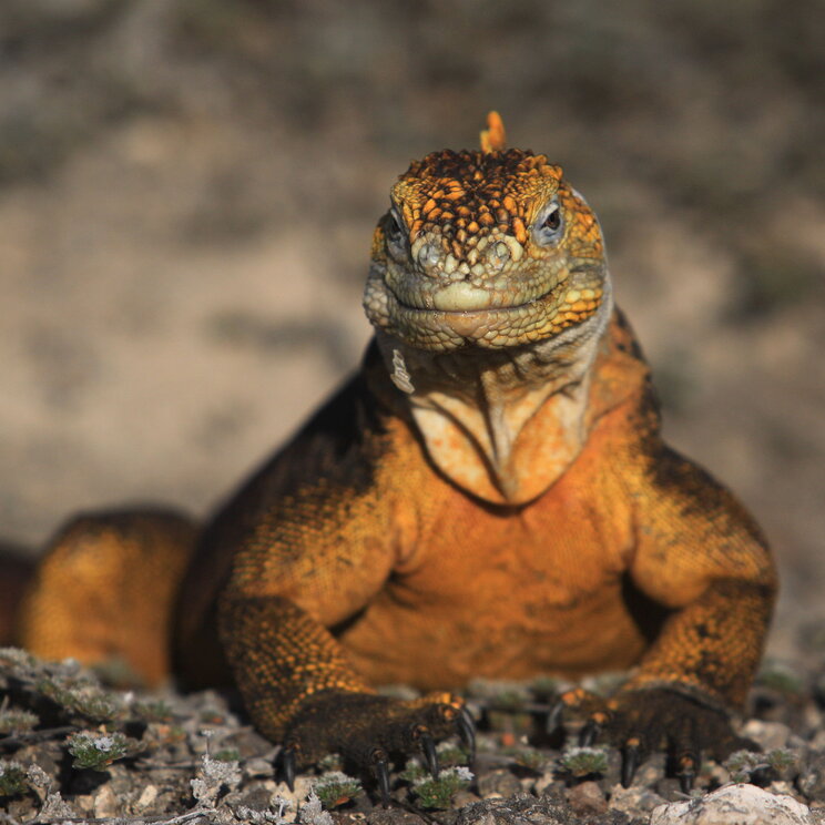 Die Meerechse, eine auf Galápagos-Inseln vorkommende Leguanart.