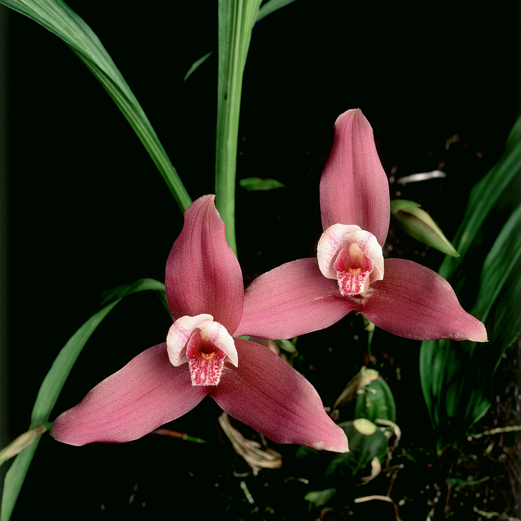 Lachsfarbene Orchideenblüten in den Regenwäldern Guatemalas