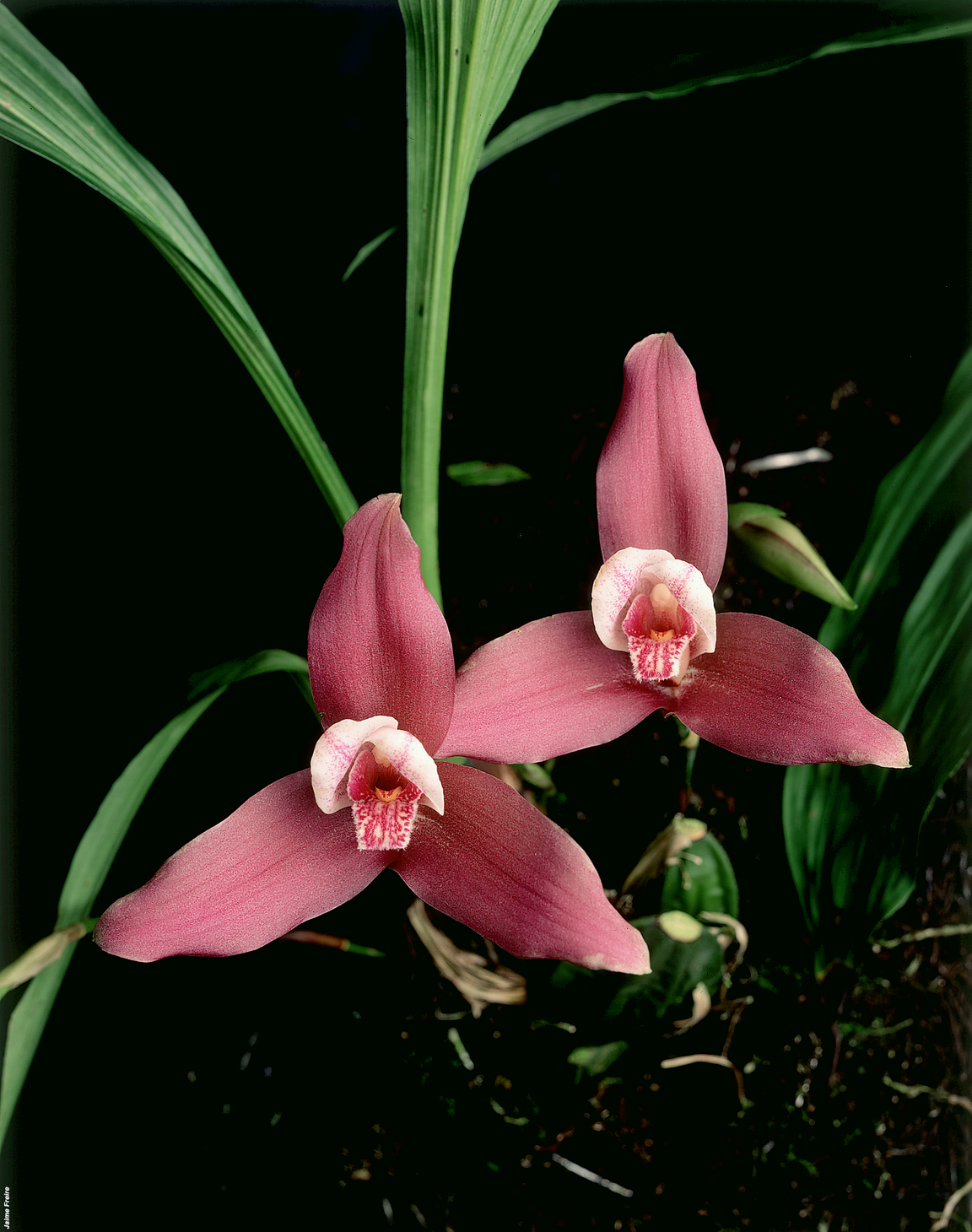 Lachsfarbene Orchideenblüten in den Regenwäldern Guatemalas