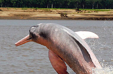Rosafarbener Amazonas-Delfin springt aus dem Wasser