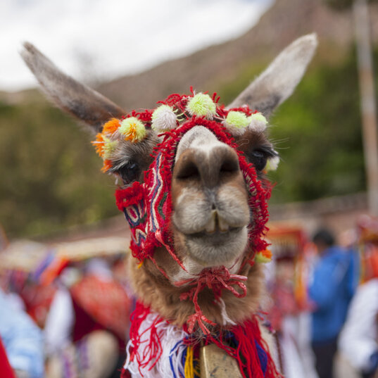 Geschmücktes Alpaka auf einem Fest in Peru