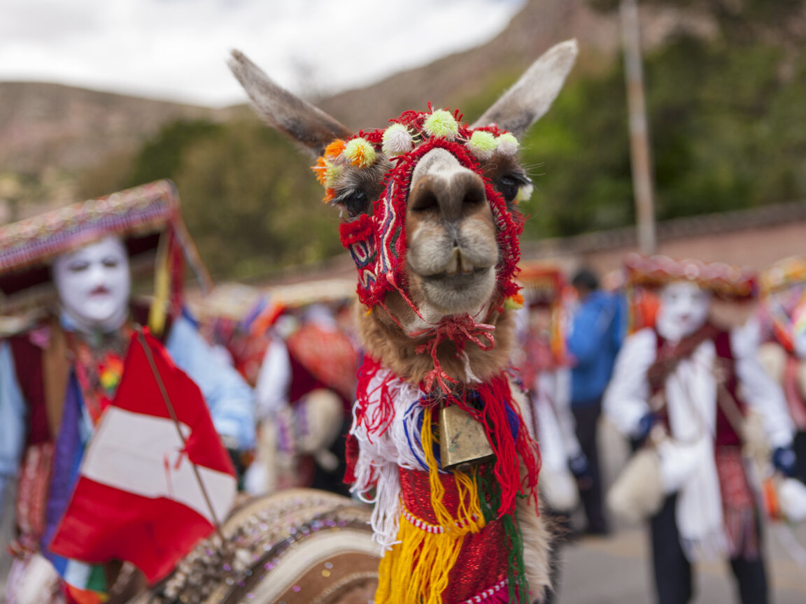 Geschmücktes Alpaka auf einem Fest in Peru