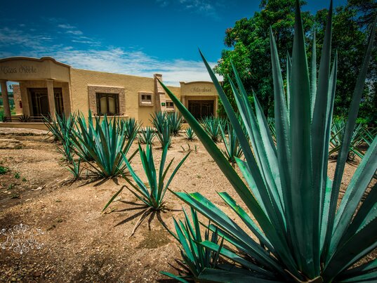 Agave tequiliana in Guadalajarana, Grundprodukt für die Herstellung für Mezcal und Tequila