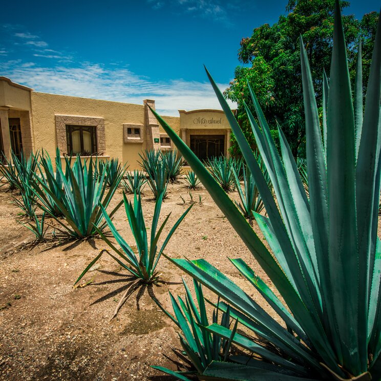 Agave tequiliana in Guadalajarana, Grundprodukt für die Herstellung für Mezcal und Tequila