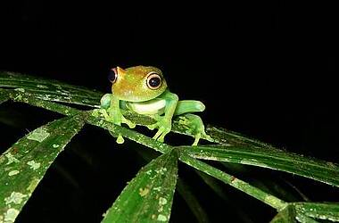 Kleiner grüner Frosch um Regenwald des Yasuni und Cuyabeno Nationalpark, Ecuador