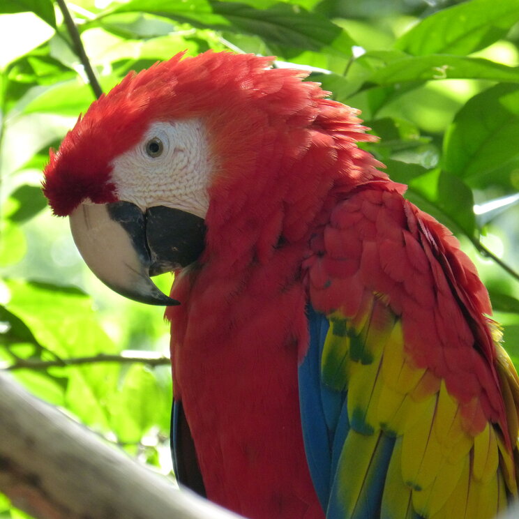 Roter Ara in Palenque - Mexiko