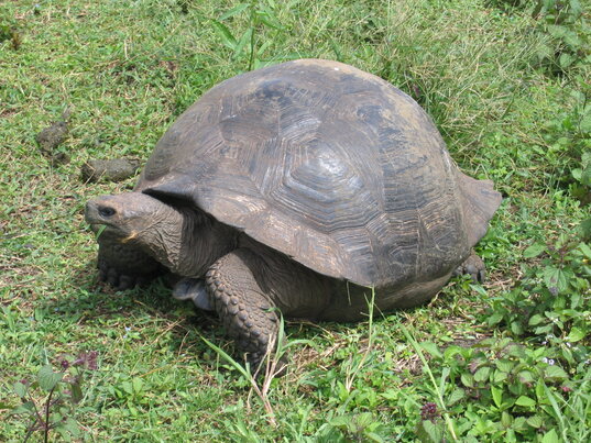 Seitliche Ansicht einer Galapagos-Riesenschildkröte mit ausgeprägtem Panzer, die auf einer saftigen Wiese weidet.