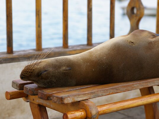 Seelöwe schläft auf einer Bank, Galapagos Ecuador