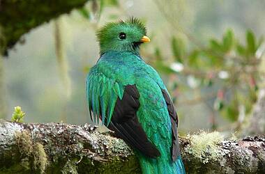 Vogelbeobachtungstouren mit Chance auf den seltenen Quetzal im Hotel Savegre Natural Reserve & Spa in San Gerado de Dota, Nebelwald Costa Rica
