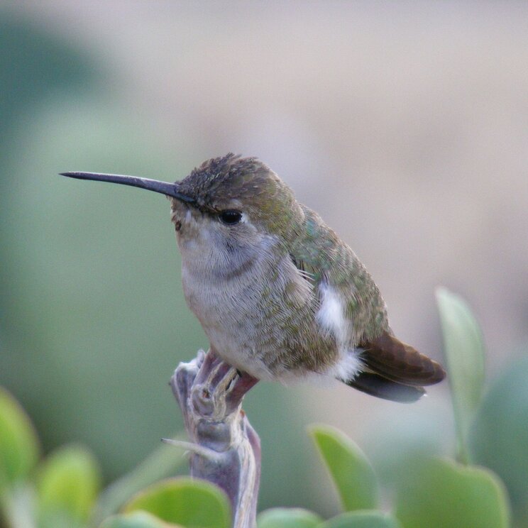 Kleiner Kolibri sitzt auf einer Pflanze in Baja California