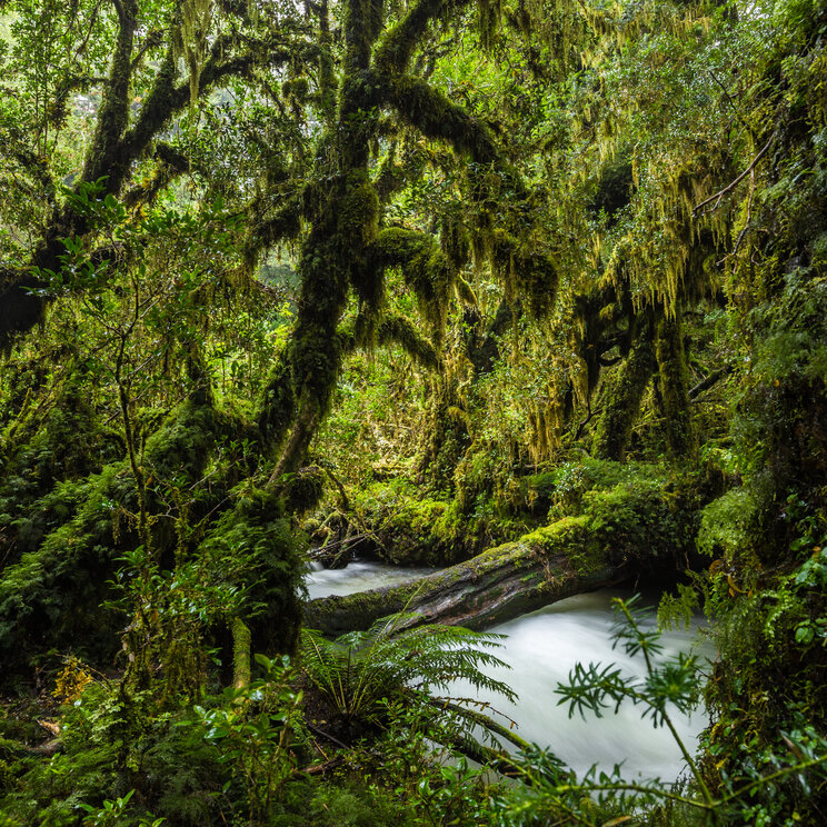 Regenwald im Queulat Nationalpark mit dicht bewachsenen Bäumen, Farnen und moosbedeckten Ästen im patagonischen Urwald Chiles.