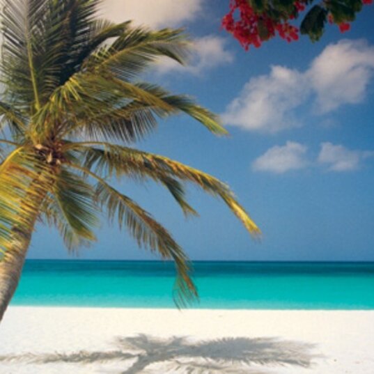 Weißer Sandstrand mit Palme am Manchebo Beach Resort and Spa