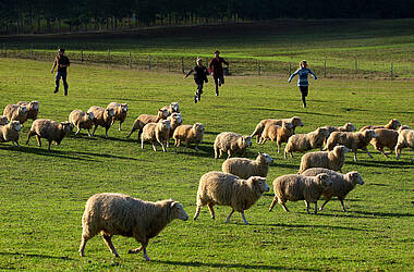 Schafe werden zusammengetrieben