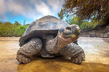 Riesenschildkröte auf Santa Cruz (Galapagos)