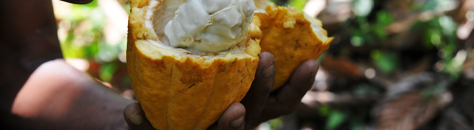 Offene gelbe Kakao-Frucht in Belize