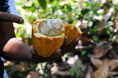 Offene gelbe Kakao-Frucht in Belize