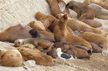 Gruppe von Seelöwen in Argentinien