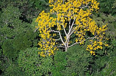 Guajakbaum im Dschungel von Darien