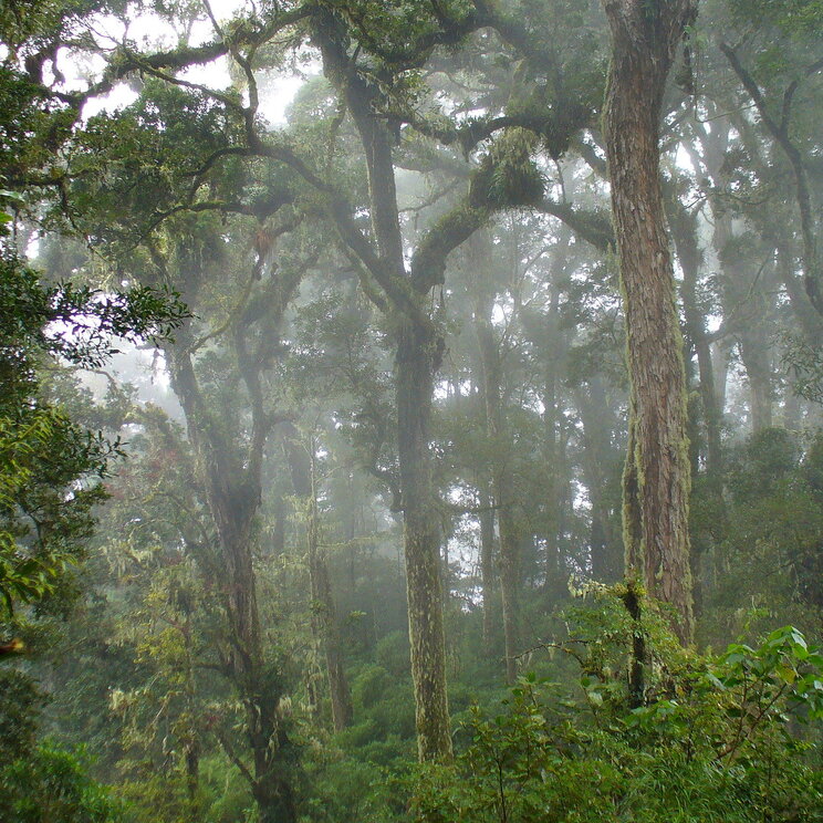 Hiking Los Quetzales Trail, Panama