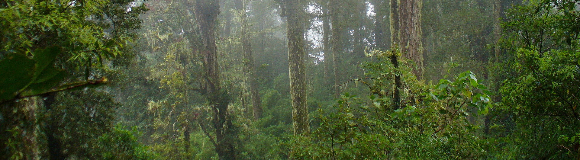 Hiking Los Quetzales Trail, Panama