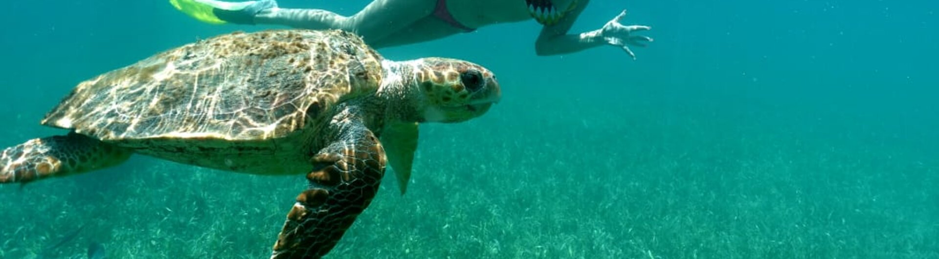 Schnorchlerin schwimmt mit einer Meeresschildkröte im klaren Wasser vor Placencia in Belize über einer Seegraswiese.
