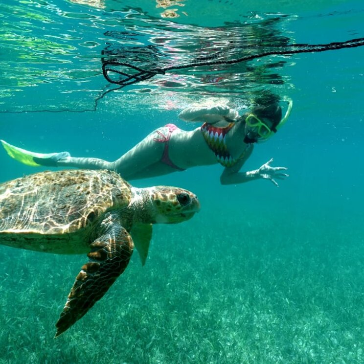 Schnorchlerin schwimmt mit einer Meeresschildkröte im klaren Wasser vor Placencia in Belize über einer Seegraswiese.