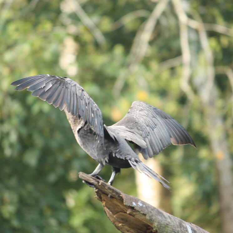 Vogel und Vogelbeobachtungen in Iquitos, Amazonas von Peru