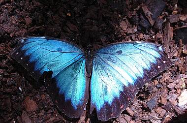 Blauer Morph im Schmetterlingshaus der Chaa Creek Lodge