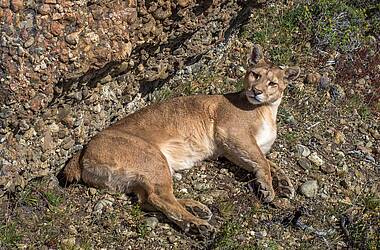 Puma-Beobachtung beim Puma-Trekking Patagonien