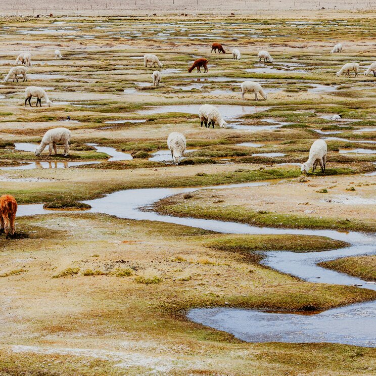 Alpakaherden im Hochland nahe Casa Gastón bei Uyuni, die zwischen flachen Wasserläufen und grasbewachsenen Quinoa-Inseln weiden.