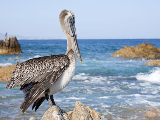 Pelikan in Baja Kalifornien - Mexiko
