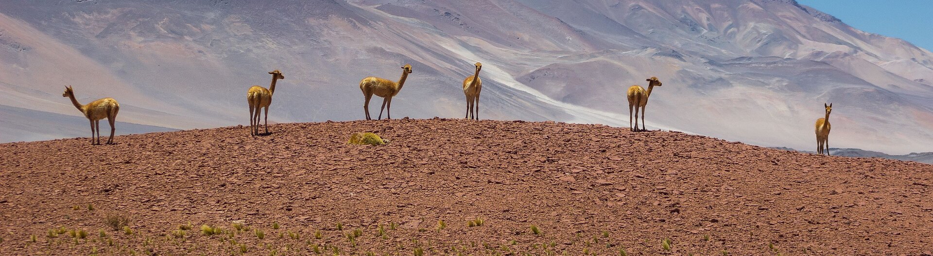 Guanakos in der Atacamawüste in Chile