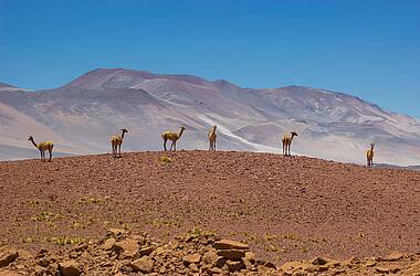 Guanakos in der Atacamawüste in Chile