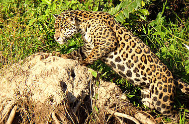 Leopard pirscht sich an; Llanos Region Kolumbien