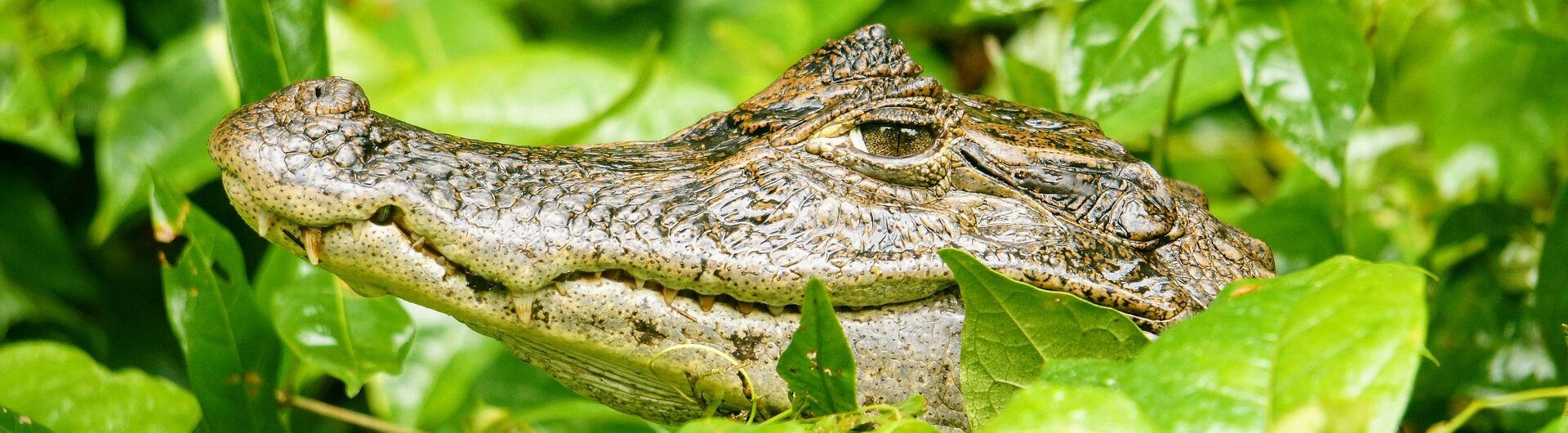 Kaiman im dichten Grün von Tortuguero, Costa Rica.