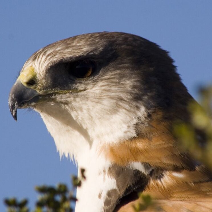 Nahaufnahme eines Vogelkopfes in Mendoza